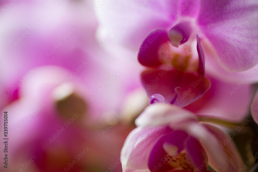 close up of pink orchid