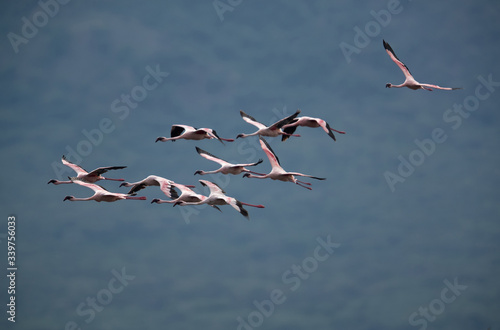 Lesser Flamingos flying at Lake Bogoria