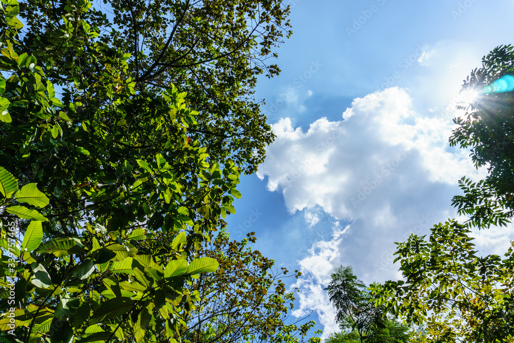 green leaves against blue sky