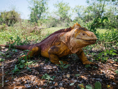 Galapagos land iguana photo