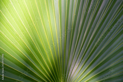 palm tree leaf © Ivn