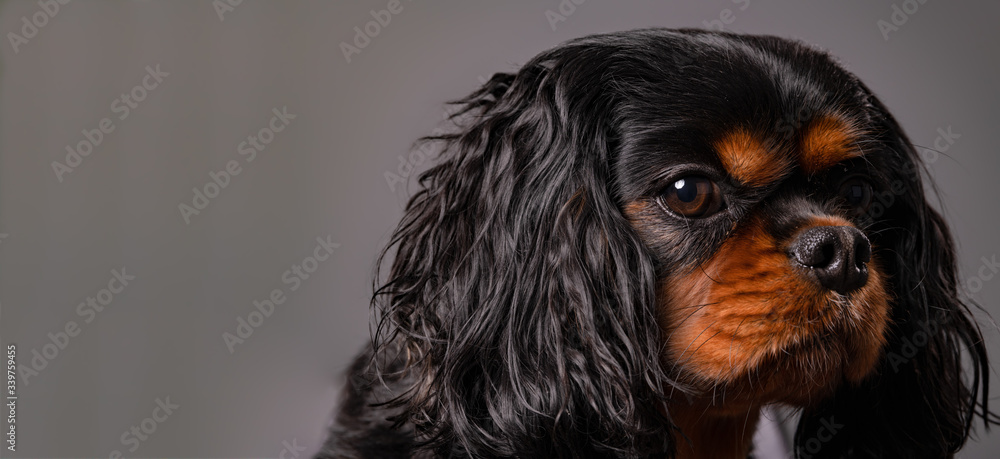 Sad dog glances at the camera. Extreme close up of a beautiful dog that seems depressed. Cavalier King Charles Spaniel breed.