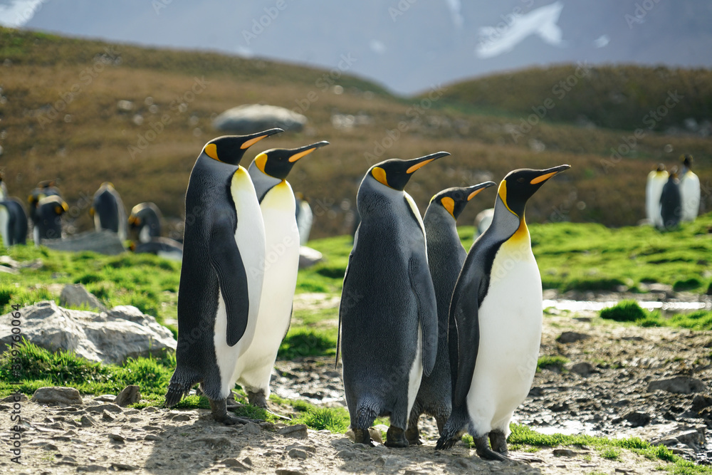 Fototapeta premium Penguins Friends Looking Out
