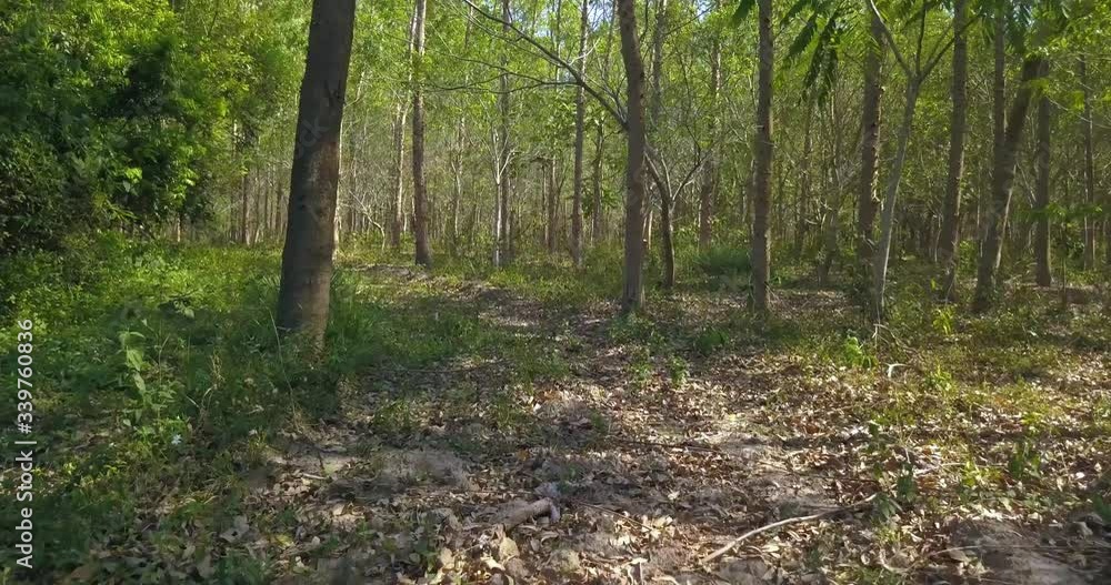 Flying through Sunny Summer Forest Drone with Gimbal Flying through Sunny Summer Forest Drone with Gimbal