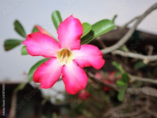 Pink adenium flower that are full bloom in garden.