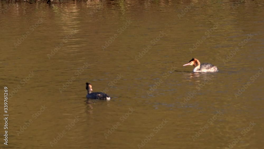 Great crested grebes mating courtship UK 4K Great crested grebes mating courtship UK 4K