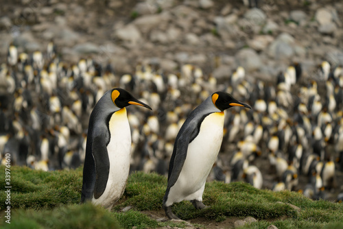 Penguins Walking Amidst Colony