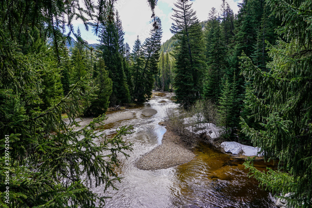 Obraz premium river in the forest