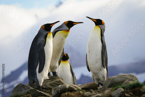 Penguin Confrotation