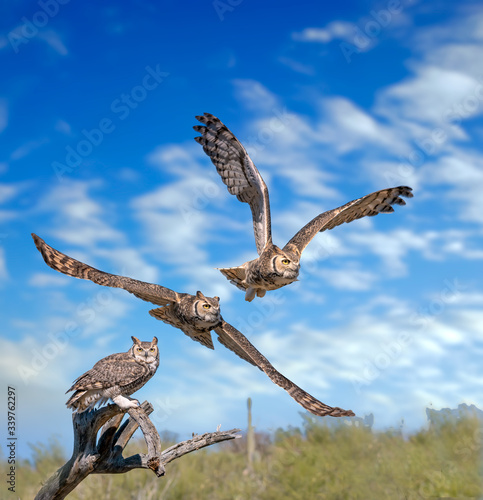 Great Horned Owl in Sonoran Desert Daytime side view