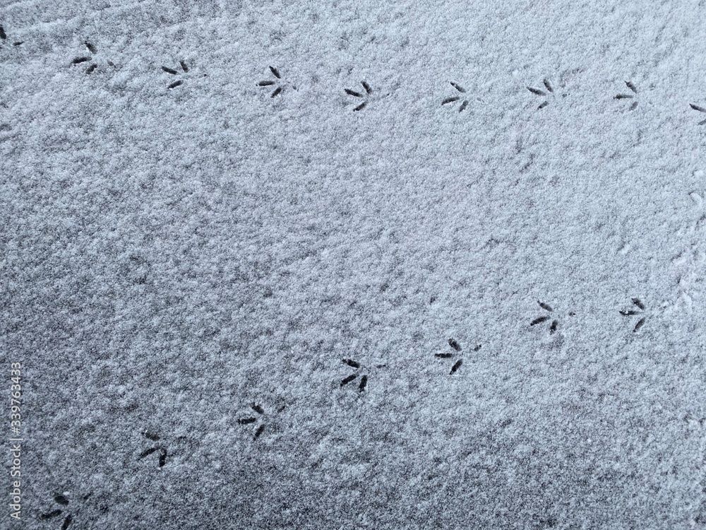 Fototapeta premium Birds steps in snow, footprints on snowy surface