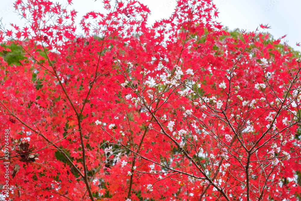 Cherry Blossoms and Autumn Leaves in Sekizan Zen-in Temple in Kyoto, Japan Cherry Blossoms and Autumn Leaves in Sekizan Zen-in Temple in Kyoto, Japan