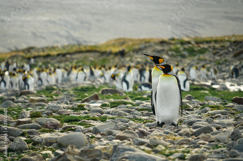 A Penguin Couple And Colony in the Background