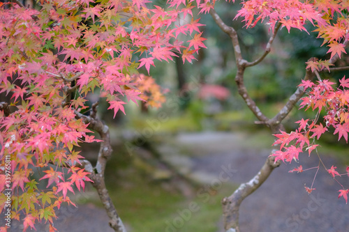 Sekizan Zen-in Temple in Kyoto, Japan photo