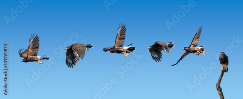 Harris Hawk flying. Isolated hawk against blue sky