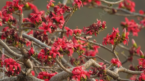A Bombax Ceiba Tree in Full bloom with its fantastic Red colour flowers at the end of spring and start of summer season , its a deciduous tree lacking much leaves during  summer photo