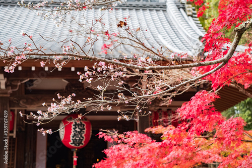 Cherry Blossoms and Autumn Leaves in Sekizan Zen-in Temple in Kyoto, Japan photo