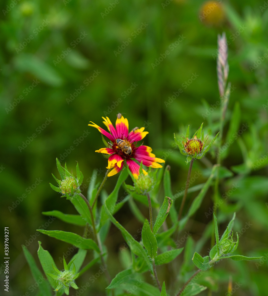 Orange Wildflowers in a field pollinated by insects Orange Wildflowers in a field pollinated by insects