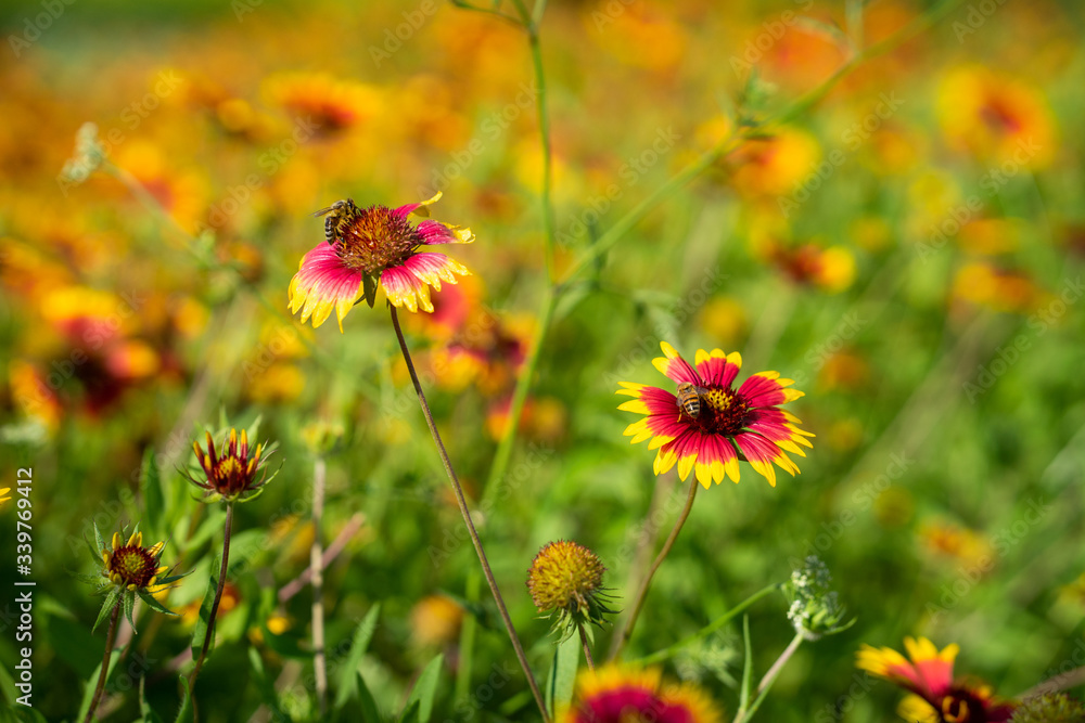 Orange Wildflowers in a field pollinated by insects Orange Wildflowers in a field pollinated by insects