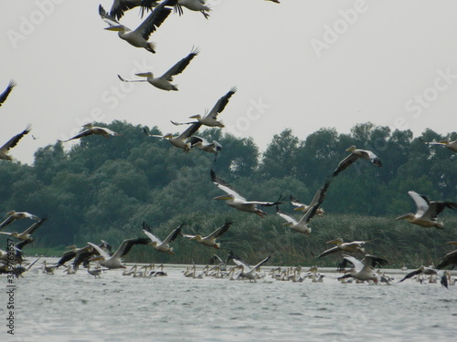 Birds in flight