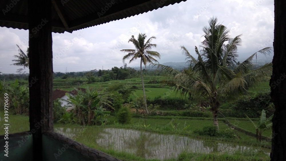 Obraz premium palm trees in the morning
