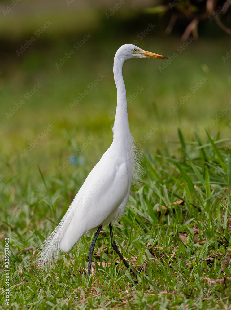 Great Egret standing tall Great Egret standing tall