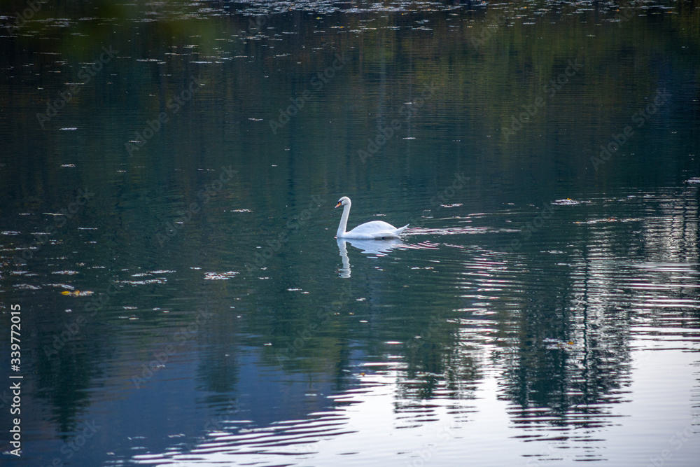swan floating on the lake swan floating on the lake