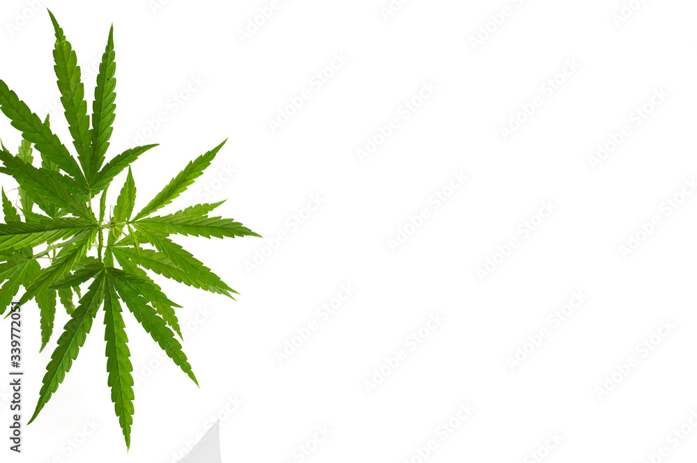 Green hemp leaf isolated on a white background. Green hemp leaf isolated on a white background.