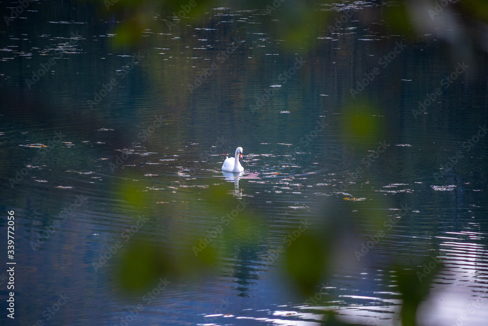 swan floating on the lake swan floating on the lake
