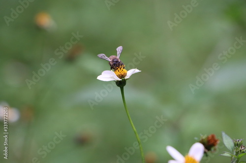 Indian honey bee, Apis cerana on weed flower 