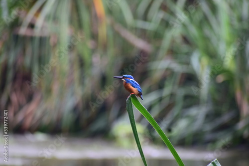 kingfisher on the branch photo