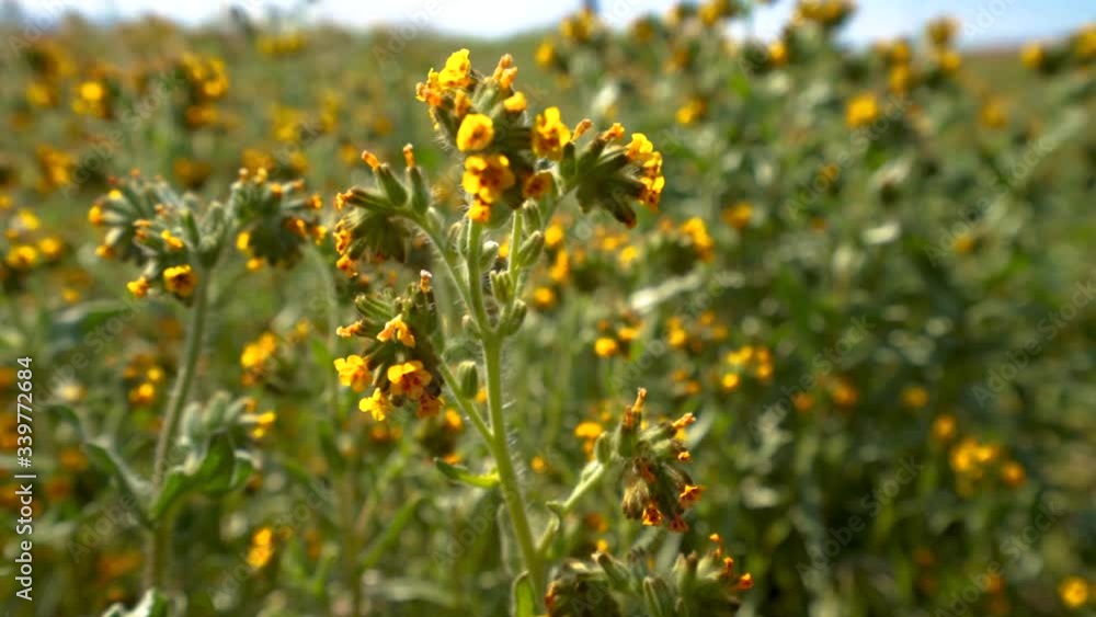 Green wildflowers in the desert wiggling in the wind Green wildflowers in the desert wiggling in the wind