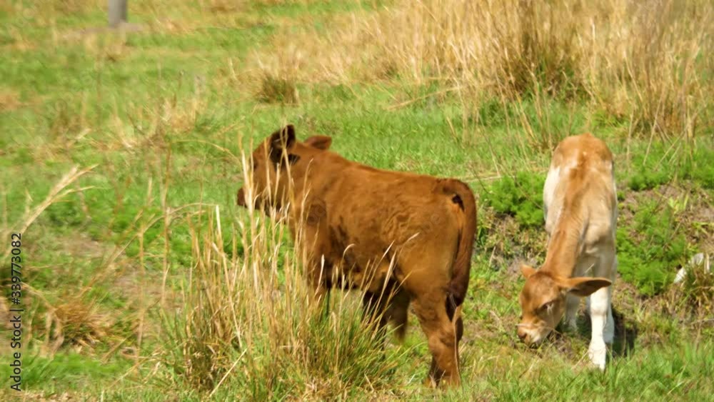 baby cows eating in a field together baby cows eating in a field together