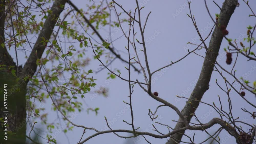 Bluejay Jumping From Tree Branch Bluejay Jumping From Tree Branch