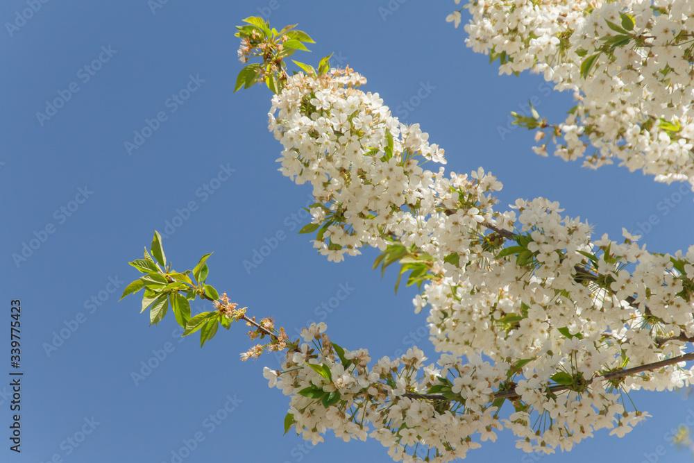 beautiful spring pear branches full of flowering flowers against the sky beautiful spring pear branches full of flowering flowers against the sky