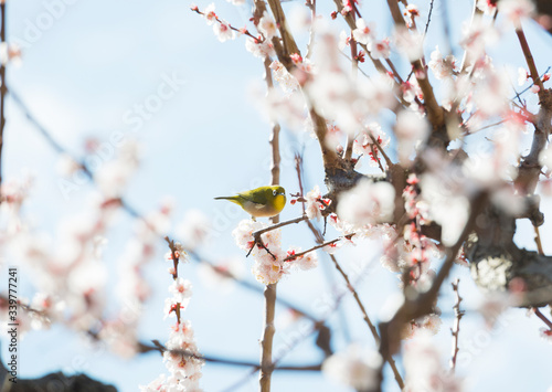 梅の花