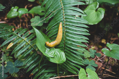 Banana Slug