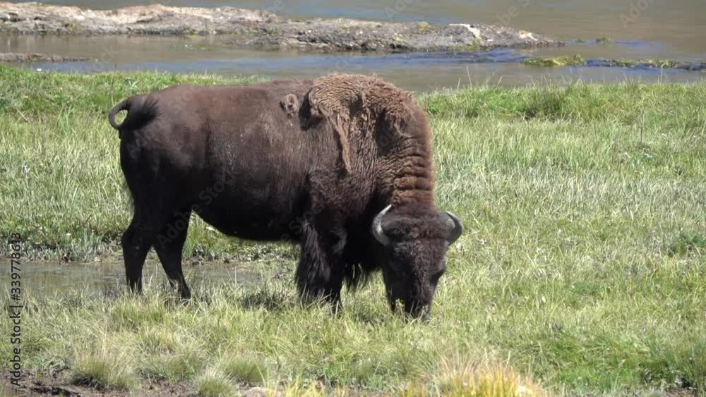 Large bison with prominent horns grasses by a river. Large bison with prominent horns grasses by a river.