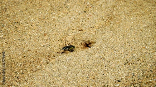 Sand wasp or bembicini hovering and digging near burrow, slow motion close up photo