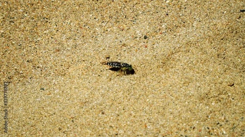 Sand wasp or bembicini flying away after digging in sand hill, slow motion close up photo