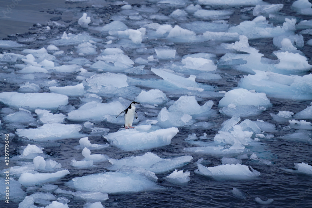 One Penguin on Ice