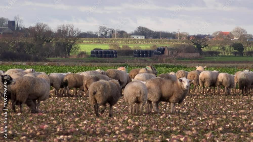 Sheep in a field flock together Norfolk morning UK 4K Sheep in a field flock together Norfolk morning UK 4K