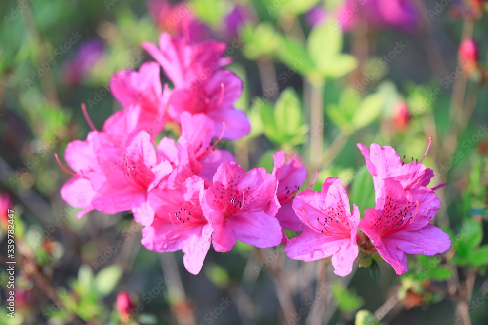 분홍색 철쭉꽃이 핀 아름다운 풍경