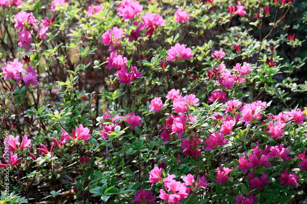 분홍색 철쭉꽃이 핀 아름다운 풍경