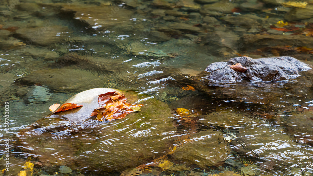 Yellow autumn leaves in the clear water of a mountain river. Yellow autumn leaves in the clear water of a mountain river.