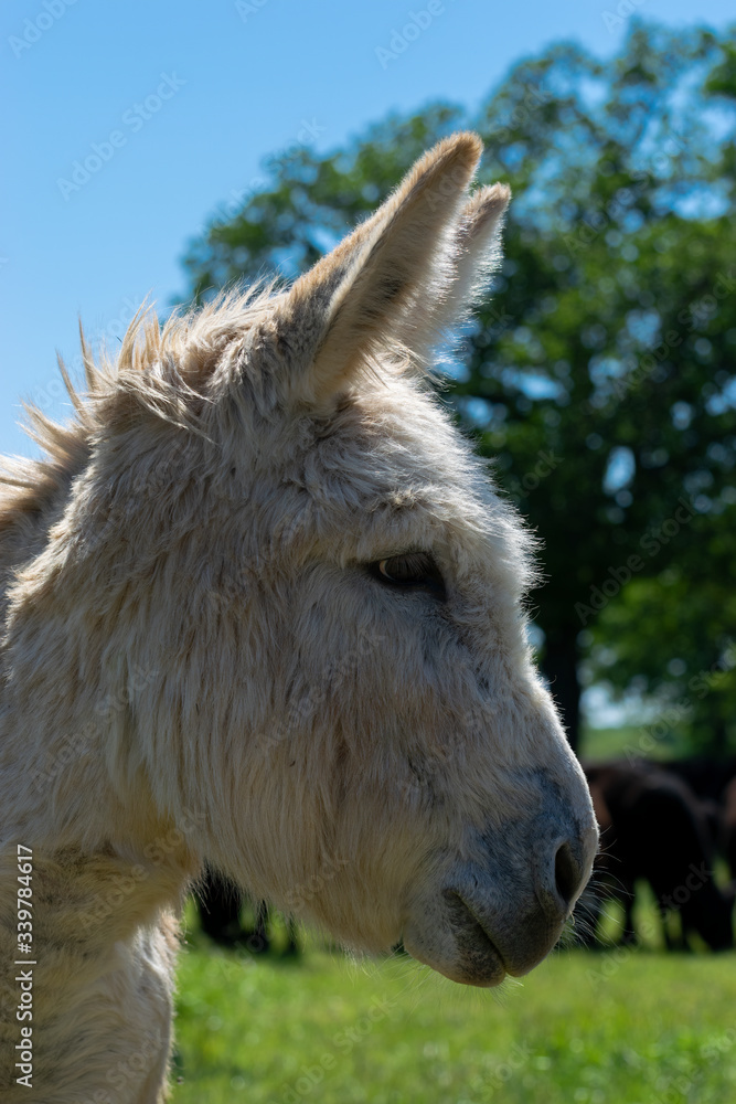 Cute fuzzy tan donkey profile