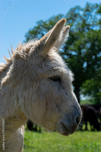 Cute fuzzy tan donkey profile