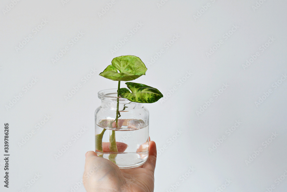 Hand holding green syngonium leaves in glass jar over white
