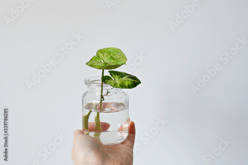 Hand holding green syngonium leaves in glass jar over white photo