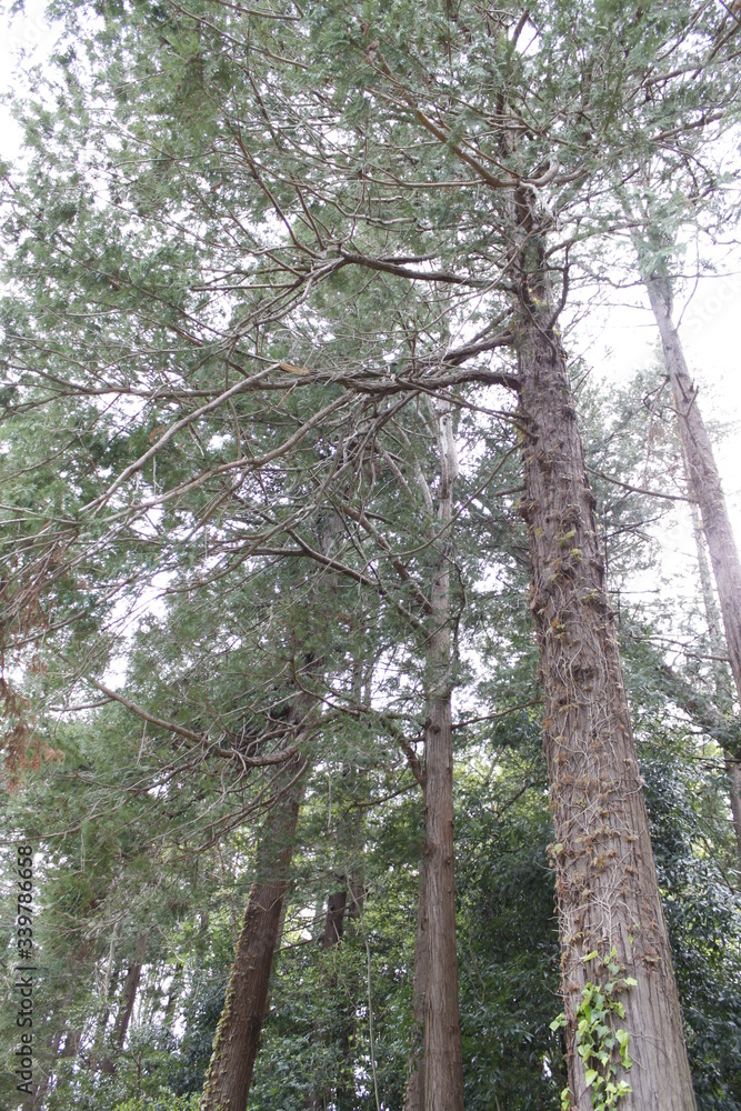 Fototapeta premium 春の公園の木